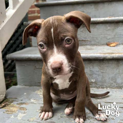 Photo 4 of Gecko