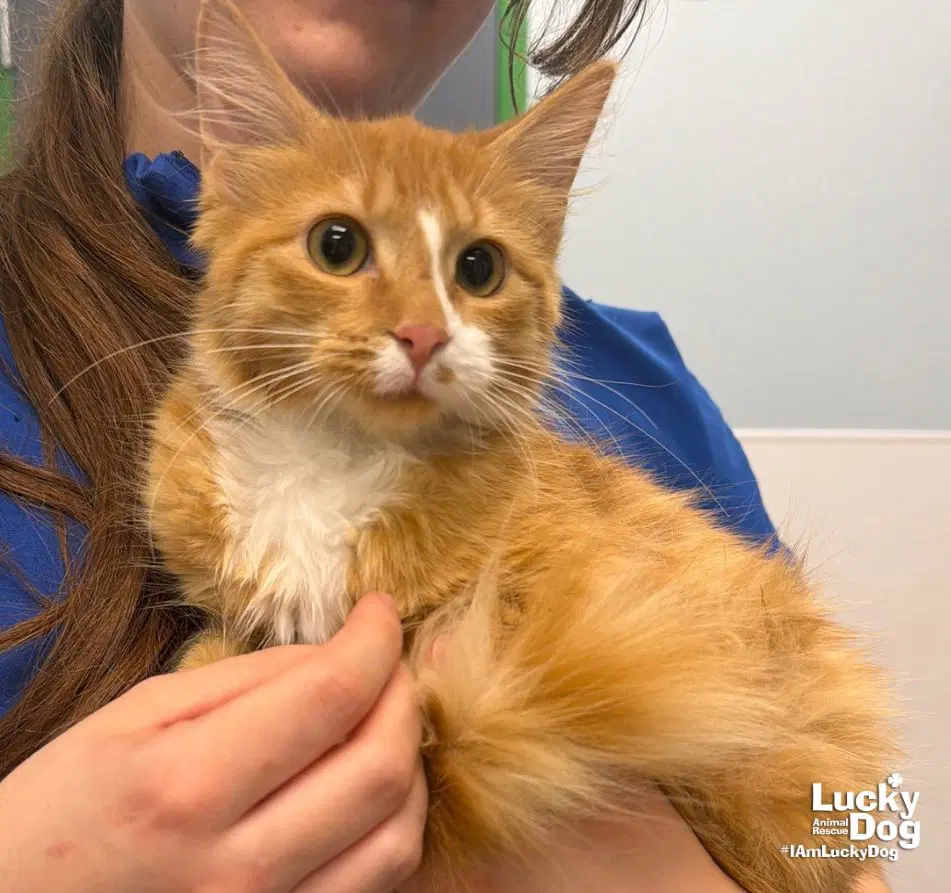 Buttercup - Domestic Long Hair