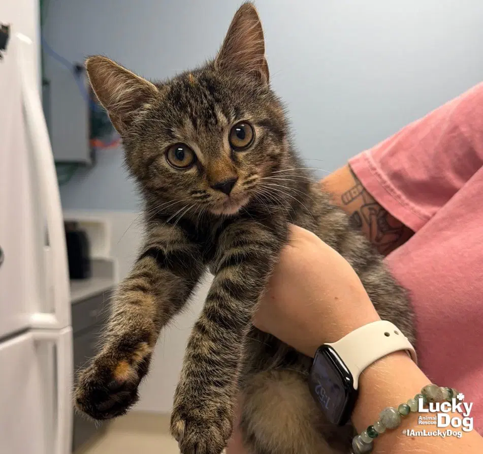 Starling - Domestic Short Hair