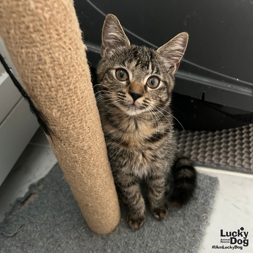 Starling, a cat for adoption from Lucky Dog Animal Rescue
