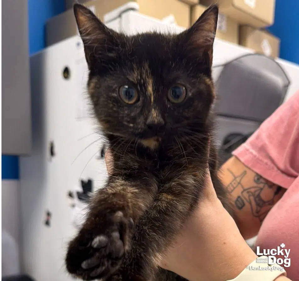 Sparrow - Domestic Short Hair
