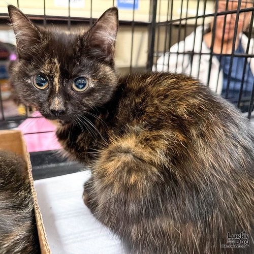Sparrow, a cat for adoption from Lucky Dog Animal Rescue