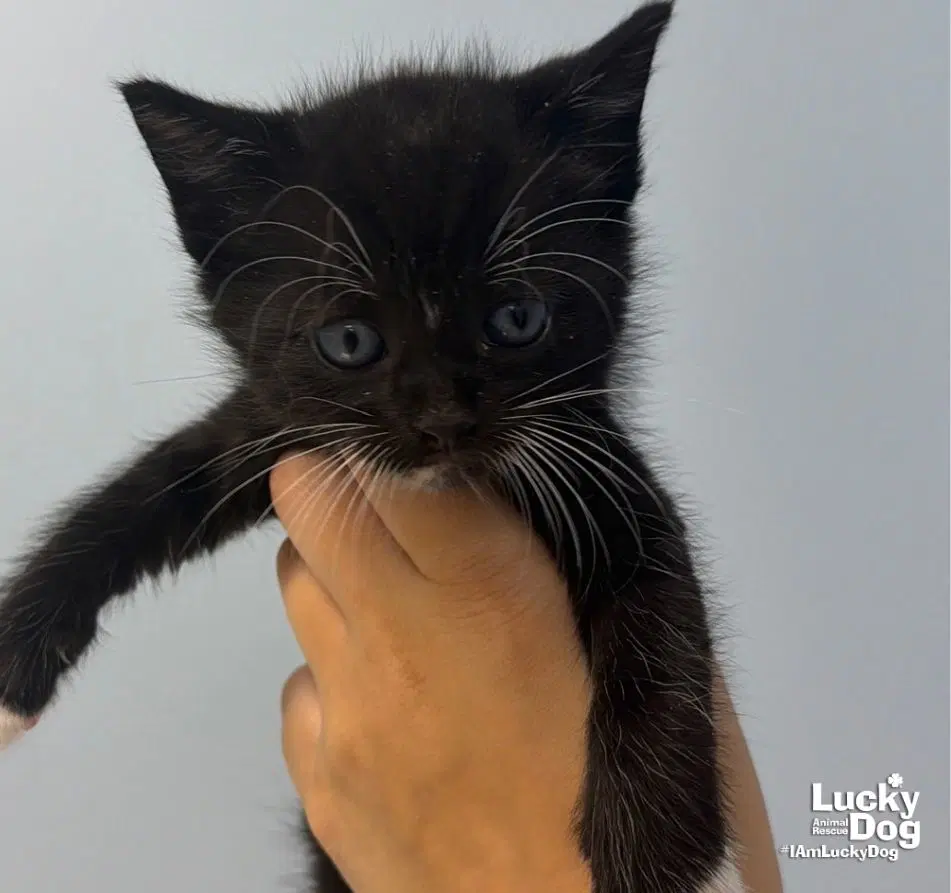 Stewie - Domestic Short Hair