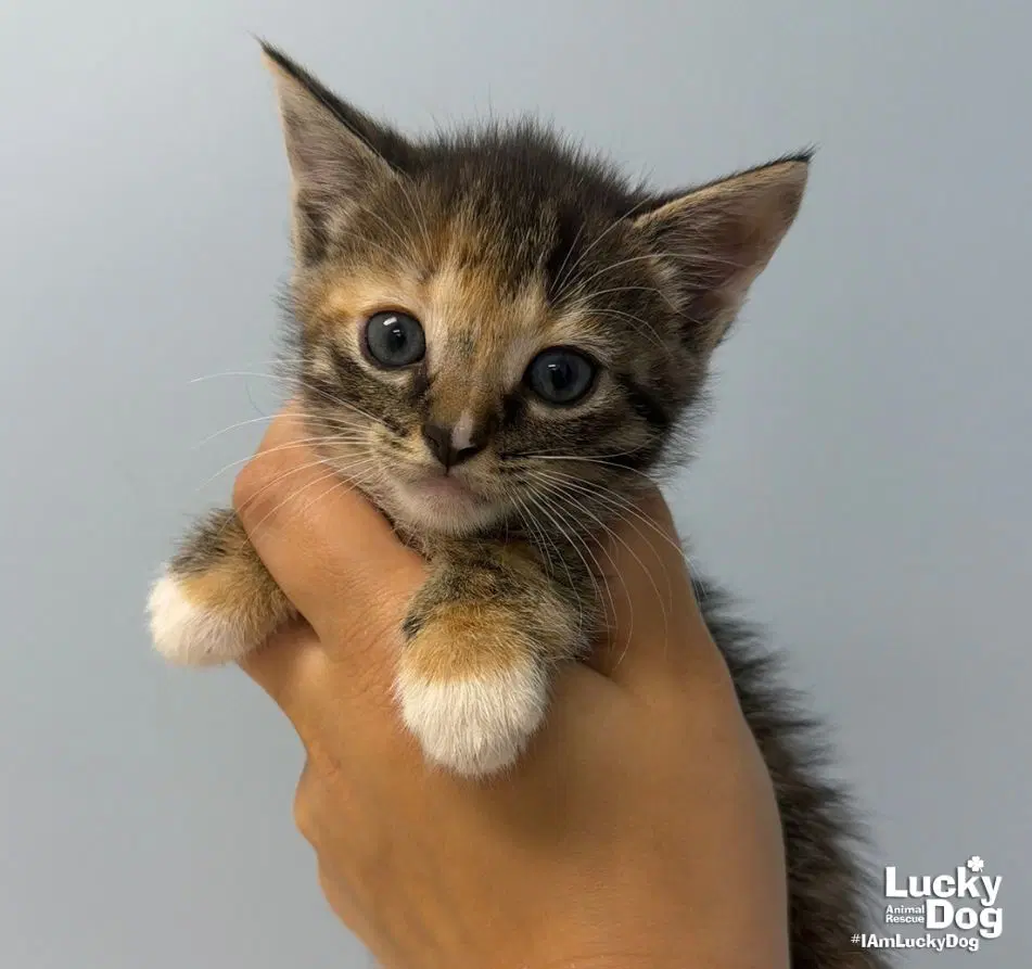 Sloane - Domestic Short Hair