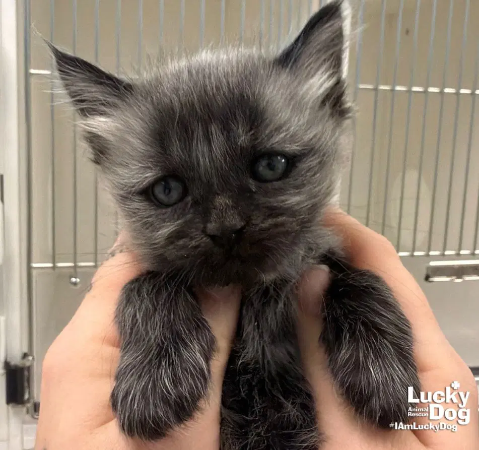 Ashes - Domestic Medium Hair