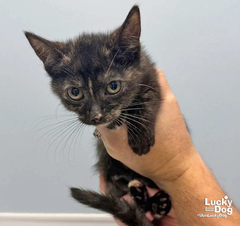 Louise - Domestic Short Hair
