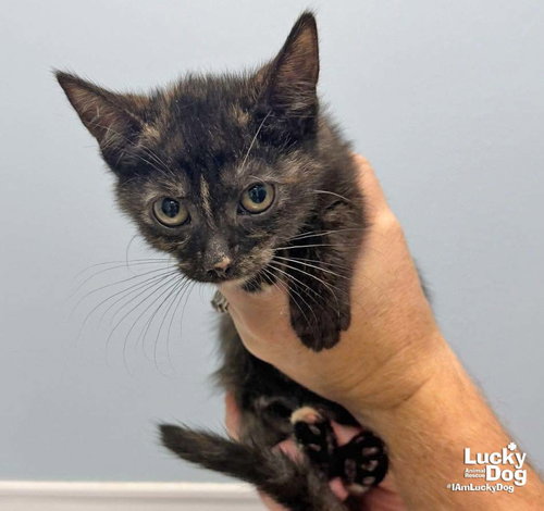 Louise, a cat for adoption from Lucky Dog Animal Rescue