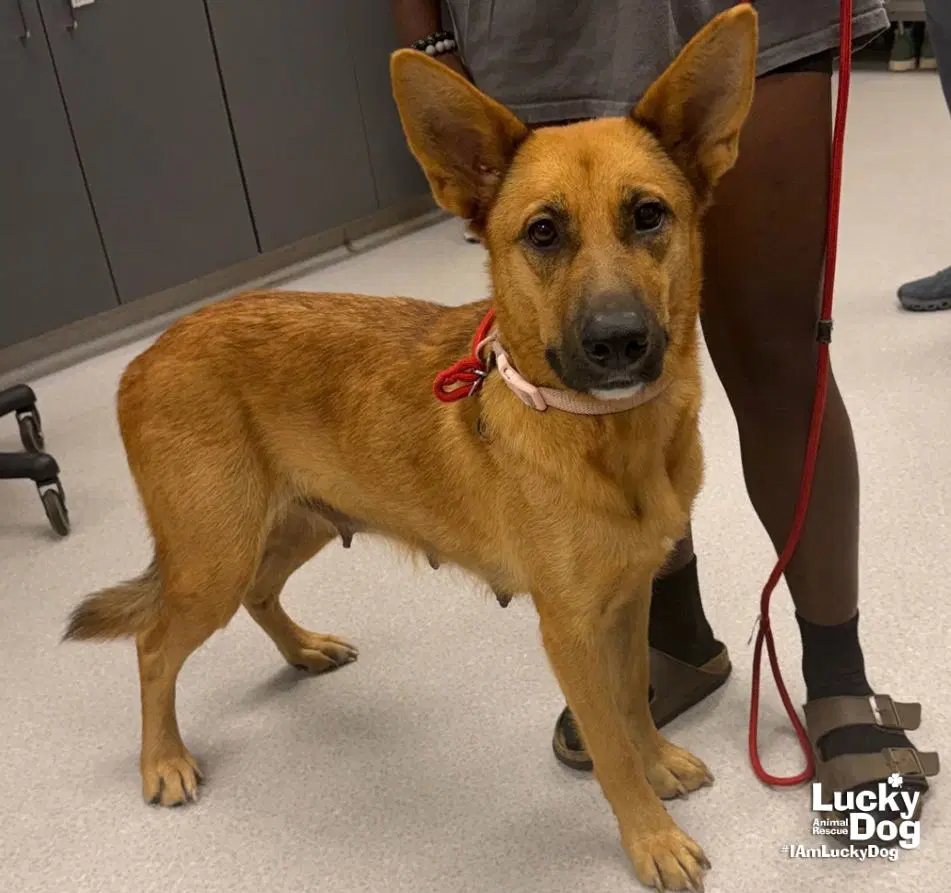 Zelda - German Shepherd Dog