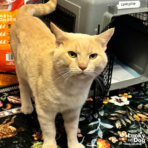 Caterpillar, a Domestic Short Hair / Mixed (short coat) cat for adoption in Washington, DC, photo 1 of 4