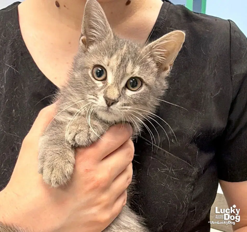 Roly Pola - Domestic Short Hair