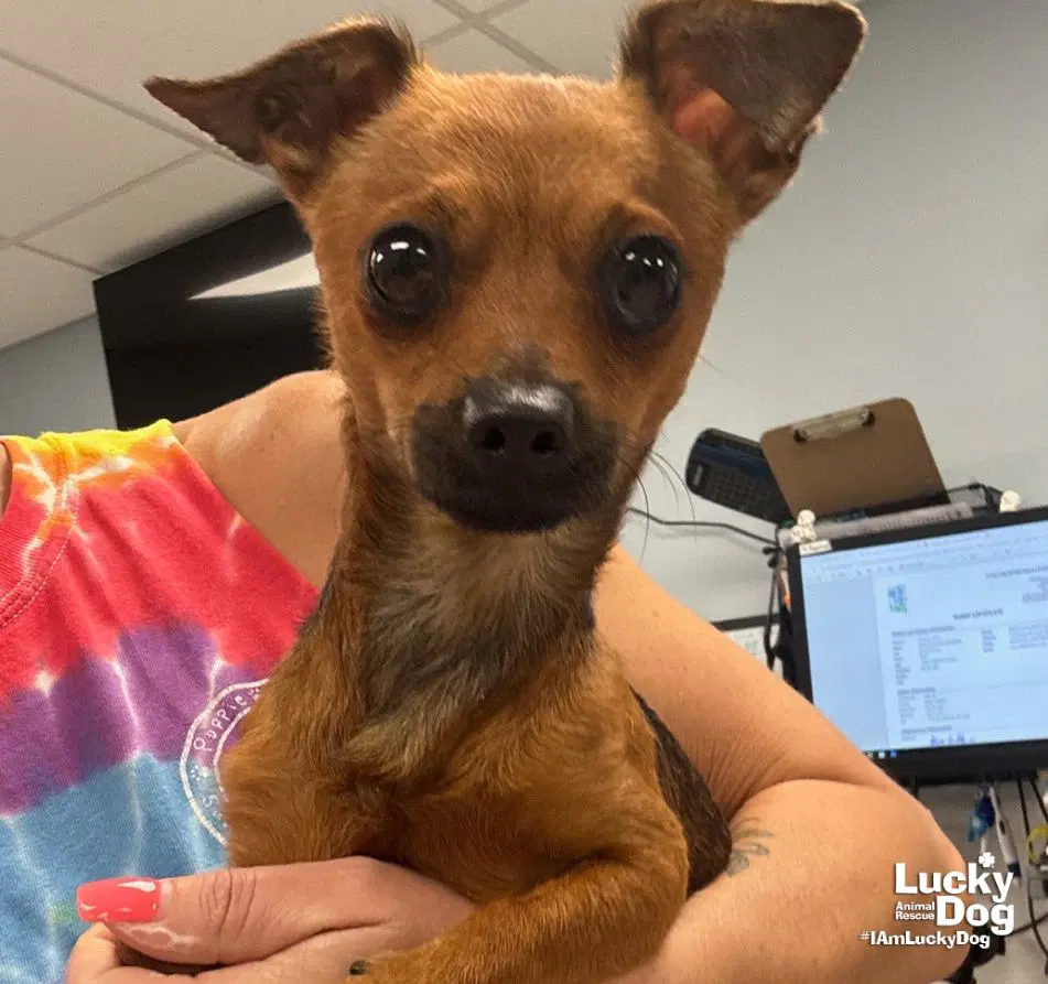 Kramer - Chihuahua