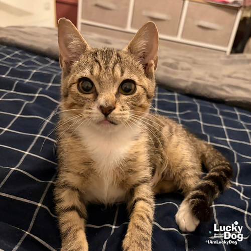 Swallowtail, a cat for adoption from Lucky Dog Animal Rescue