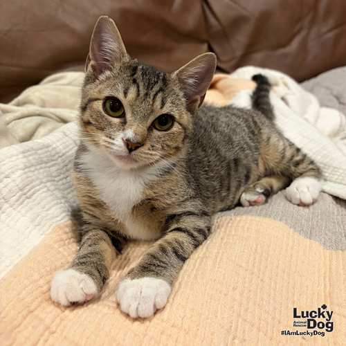 Swallowtail, a Domestic Short Hair / Mixed (short coat) cat for adoption in Washington, DC, photo 1 of 4