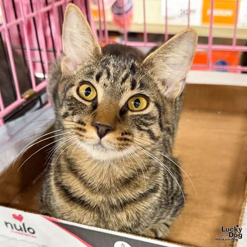 Indigo Bunting, a cat for adoption from Lucky Dog Animal Rescue