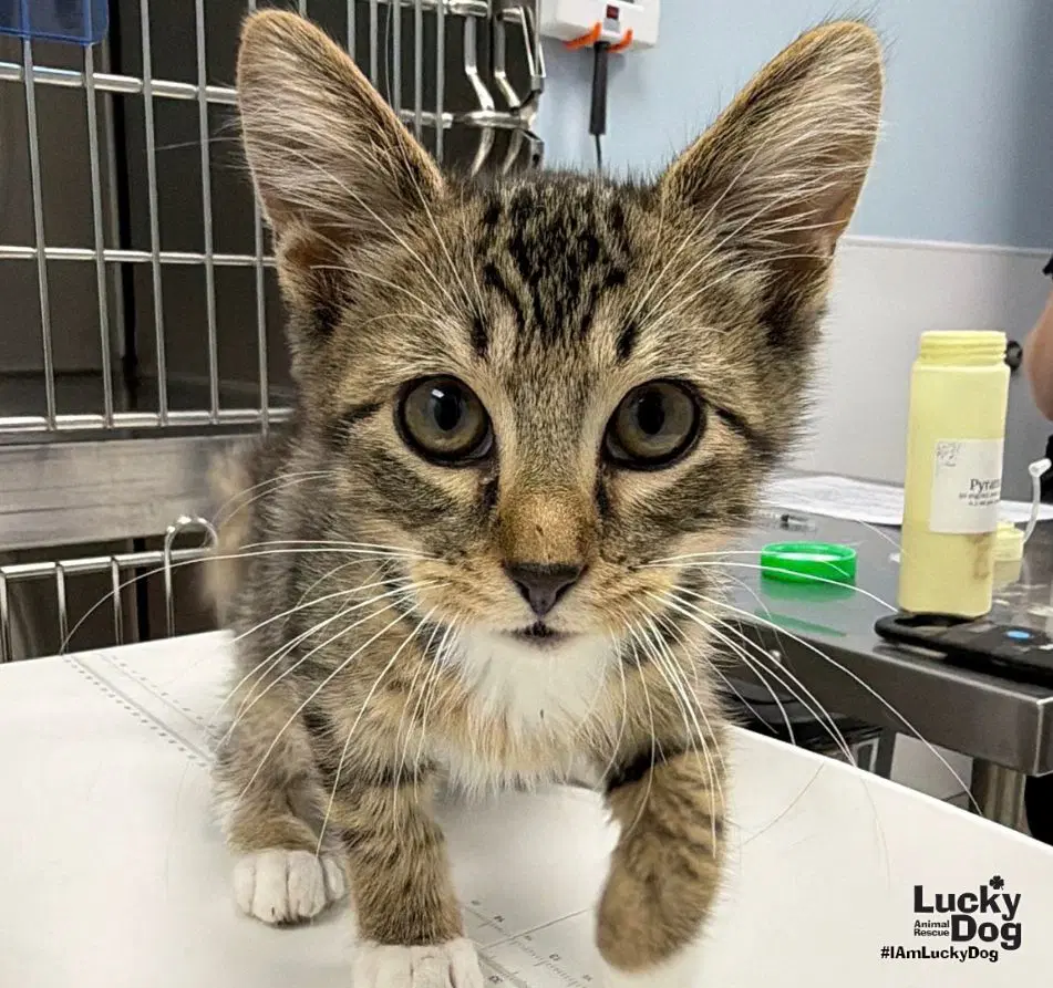Woodpecker - Domestic Short Hair