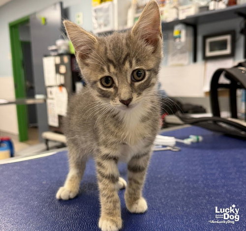 Bandit, a cat for adoption from Lucky Dog Animal Rescue