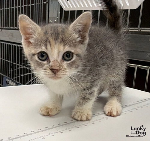 Gidget, a cat for adoption from Lucky Dog Animal Rescue