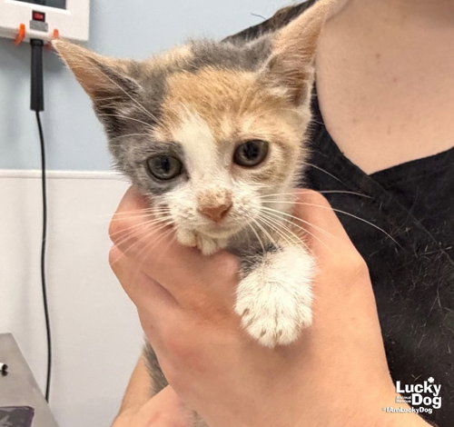 Grub, a cat for adoption from Lucky Dog Animal Rescue
