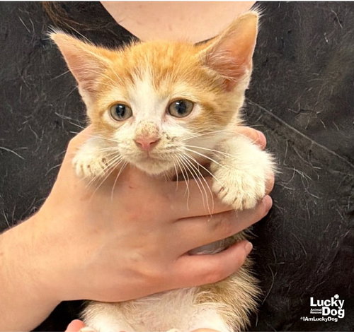 Gus, a cat for adoption from Lucky Dog Animal Rescue