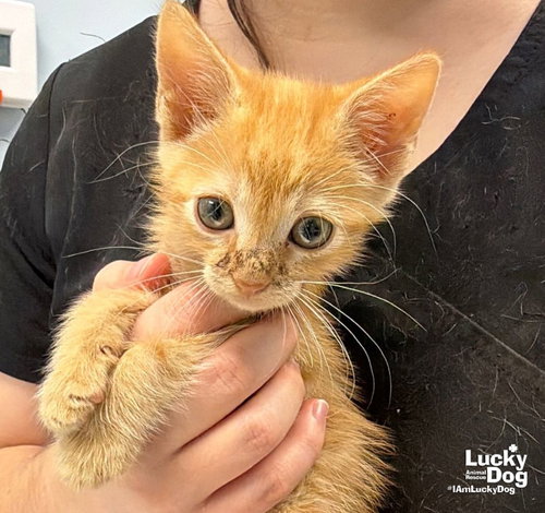 Garfield, a cat for adoption from Lucky Dog Animal Rescue