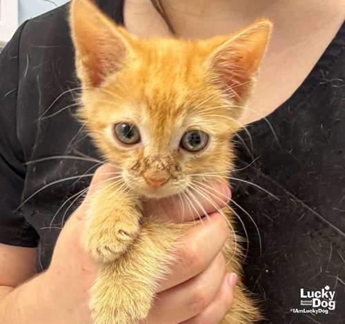 Photo 2 of Garfield