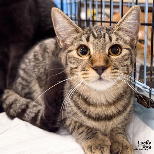 Lima, a cat for adoption from Lucky Dog Animal Rescue