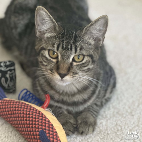 Photo 2 of Lima