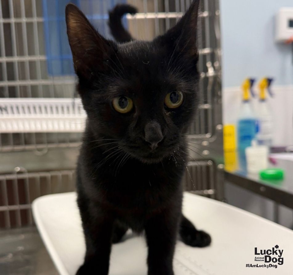 Flora, photo 2