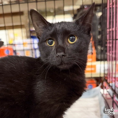 Flora, a cat for adoption from Lucky Dog Animal Rescue