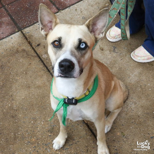 Amari, a dog for adoption from Lucky Dog Animal Rescue