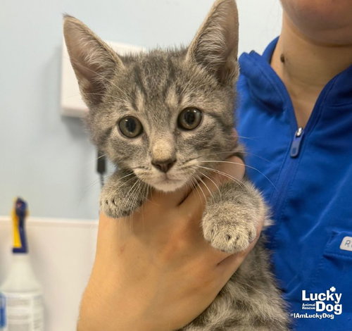 Lil Damon, a cat for adoption from Lucky Dog Animal Rescue
