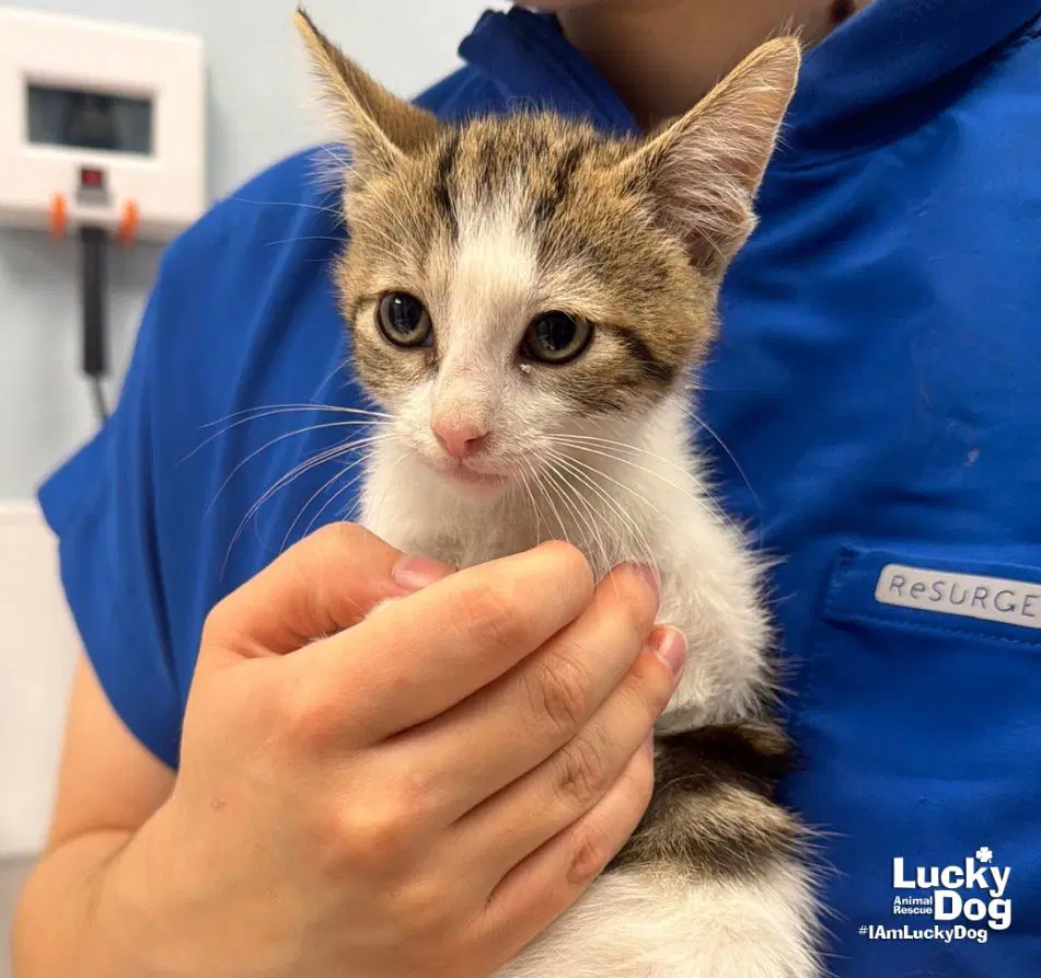 Lil Stefan - Domestic Short Hair
