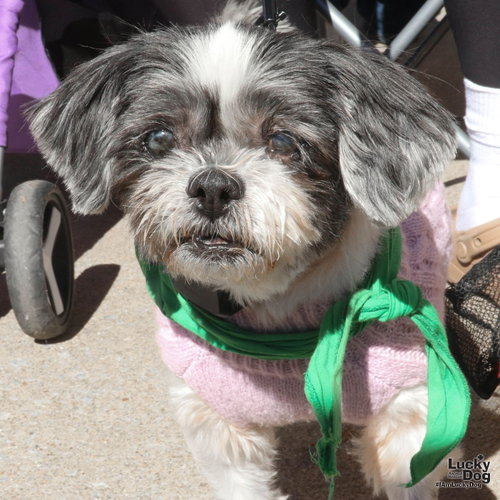 Lucero, Shih Tzu / Mixed (medium coat)