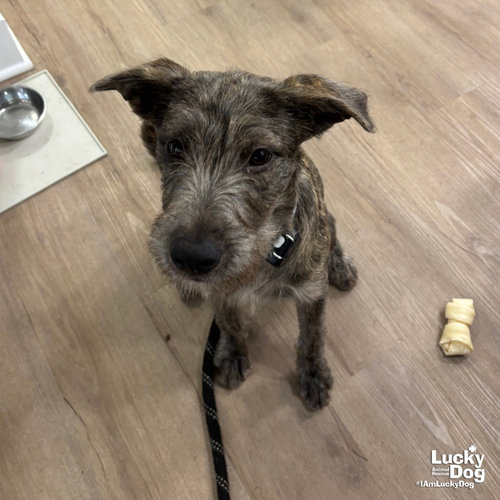 Kettle, a dog for adoption from Lucky Dog Animal Rescue