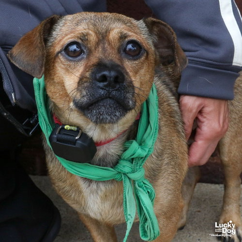 Elmo, a dog for adoption from Lucky Dog Animal Rescue