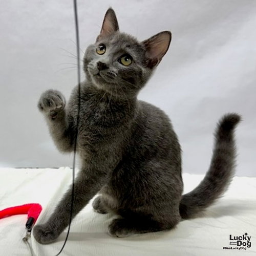 Jayden, a cat for adoption from Lucky Dog Animal Rescue