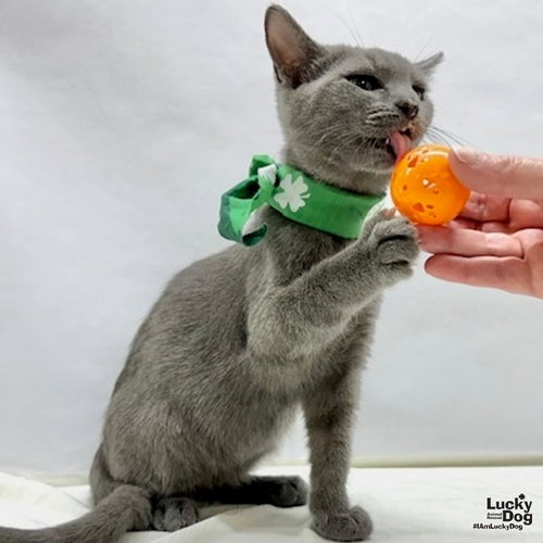 Jonny, a cat for adoption from Lucky Dog Animal Rescue