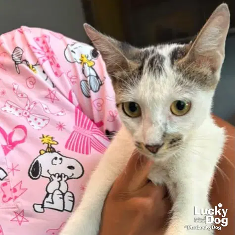 Tansy - Domestic Short Hair