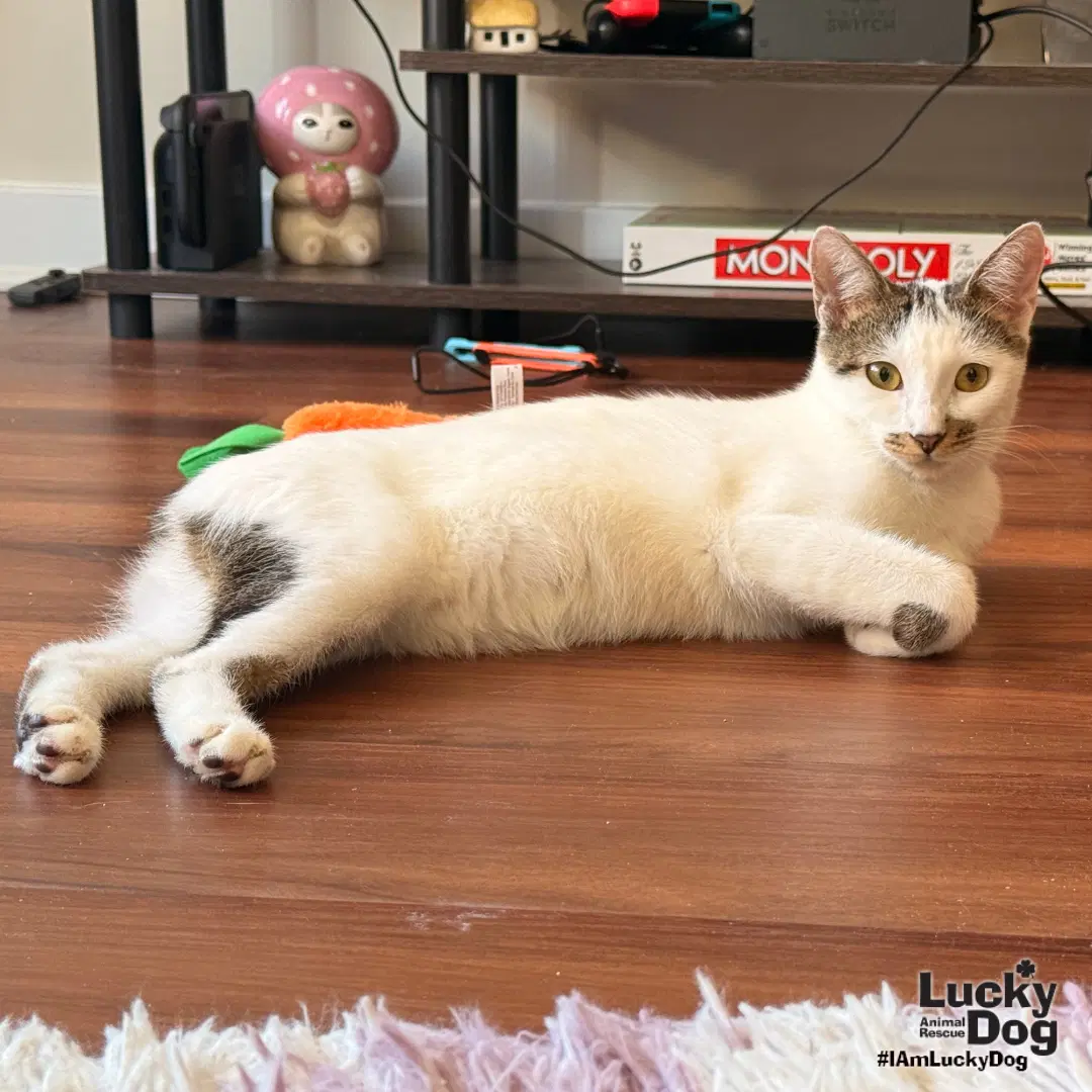 Tansy - Domestic Short Hair