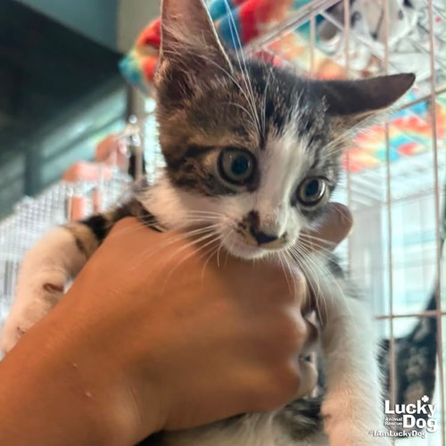 Taffy, a cat for adoption from Lucky Dog Animal Rescue