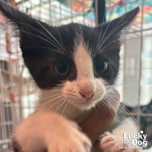 Tazzie, a cat for adoption from Lucky Dog Animal Rescue