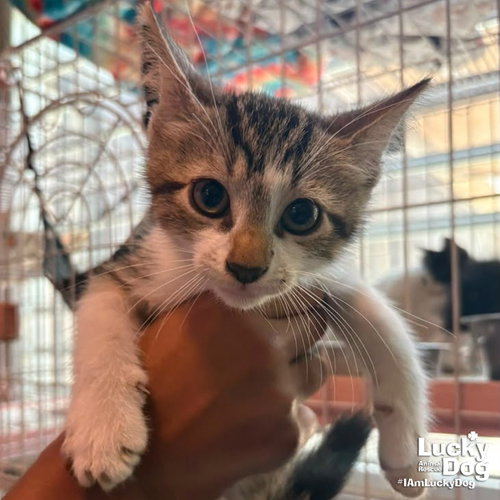 Tango, a cat for adoption from Lucky Dog Animal Rescue