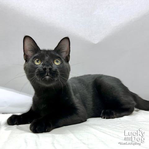 Elmer, a cat for adoption from Lucky Dog Animal Rescue