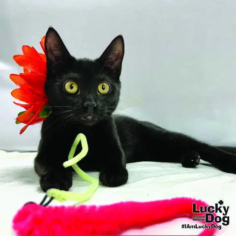 Ernie - Domestic Short Hair