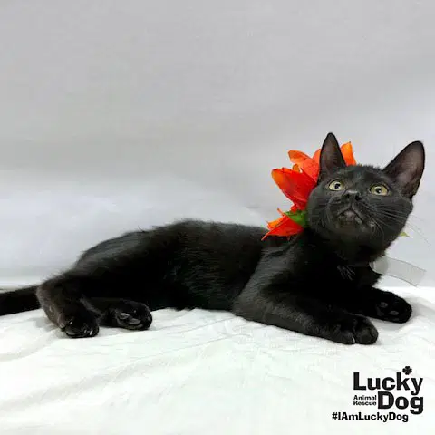 Ernie image 3