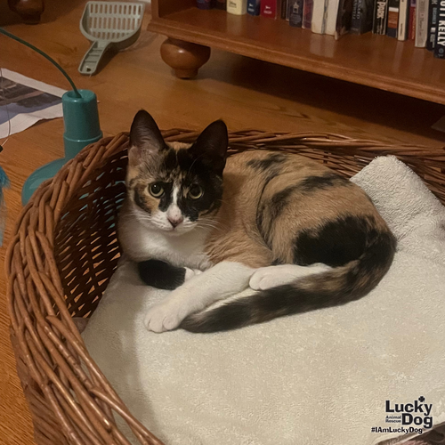 Eliza, Domestic Short Hair / Mixed (short coat)