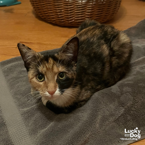Emmy, Domestic Short Hair / Mixed (short coat)