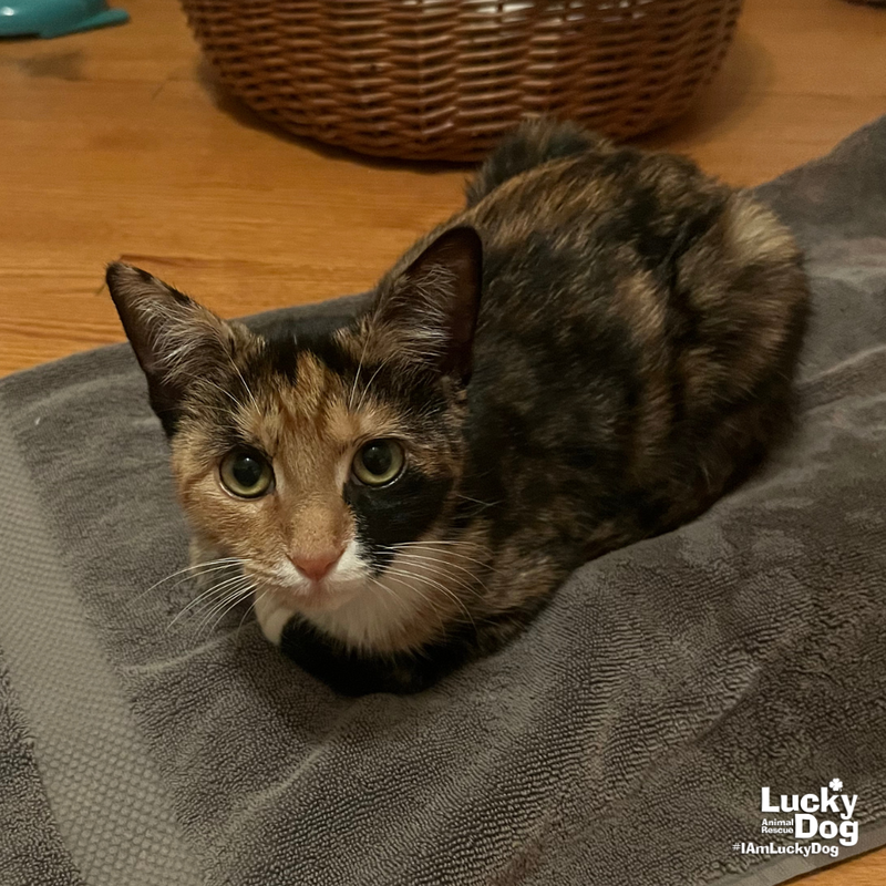 Emmy, a female kitten up for adoption