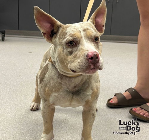 Pickles, a dog for adoption from Lucky Dog Animal Rescue