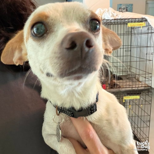 Colette, a dog for adoption from Lucky Dog Animal Rescue